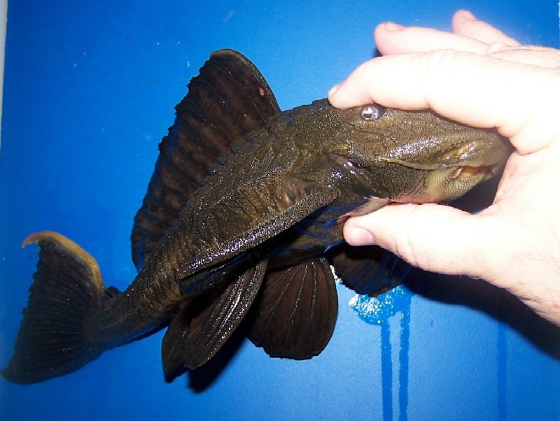 Rhino Pleco 2 inches